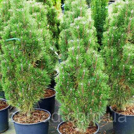 Сосна чорна Річард / С45 / h 80-100 / Pinus nigra Richard, фото 3