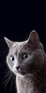 Алмазна мозаїка Сірий кіт 30x40 см з рамкою (Y0035)