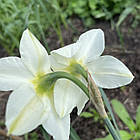 Нарцис білий багатоквітковий White Marvel (Вайт Марвел), цибулина, фото 6