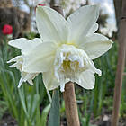 Нарцис білий багатоквітковий White Marvel (Вайт Марвел), цибулина, фото 5