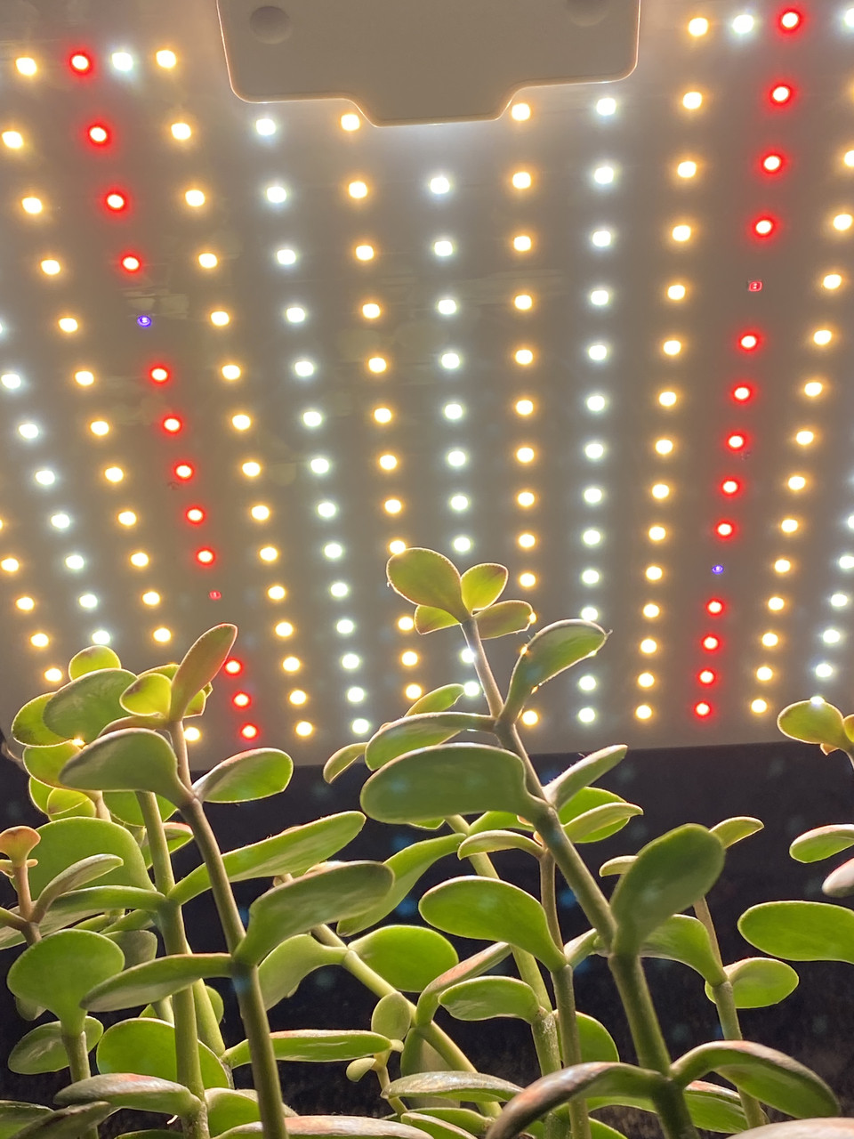 "Сонячне заречене" Лампа для рослин 80W 144Led UFO. (Фітолампа Світильник Гроубокс Теплиця Зелень)