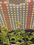 80W 210LED Лампа для рослин UFO (Фітолампа Світильник Гроубокс Теплиця Зелень Повний спектр), фото 8