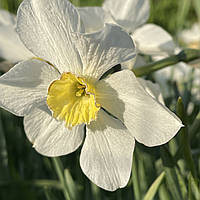 Нарцисс классичекий White Lady (Вайт Леди) поздний, луковица с цветком