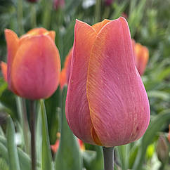 Тюльпан низькорослий, цибулина з квіткою