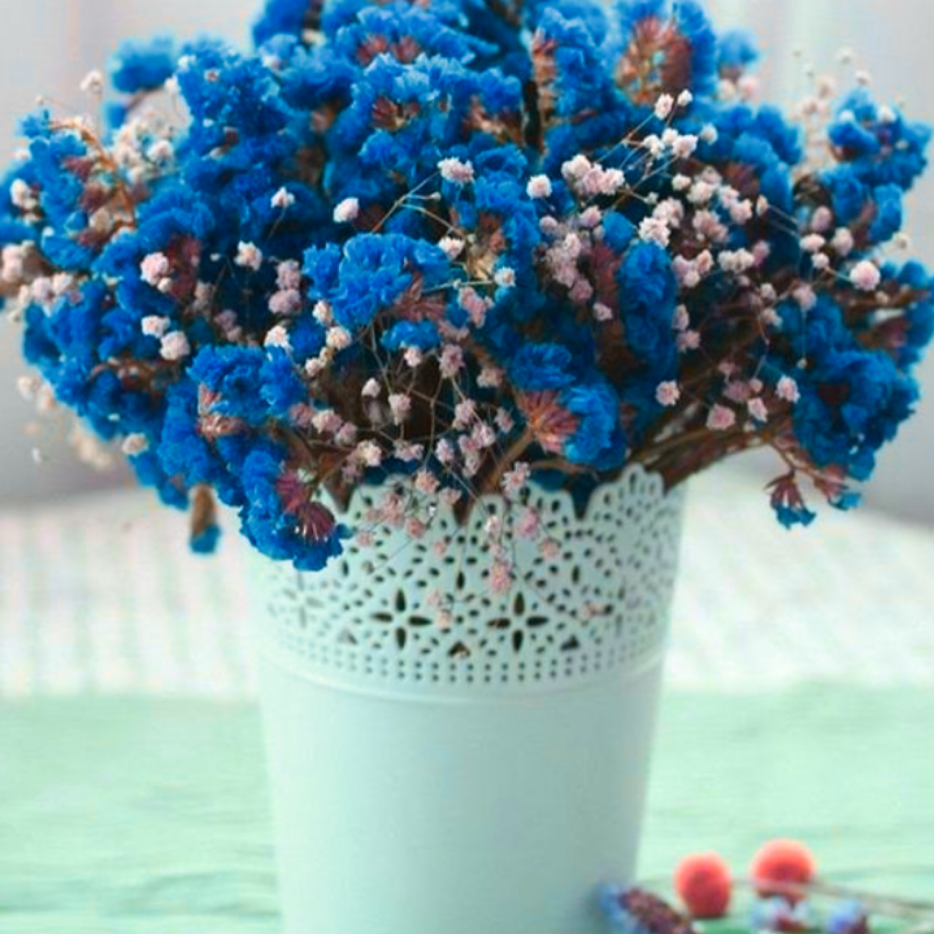 Насіння Кермек або Статиця Blue Mixes Блакитний мікс Голландія