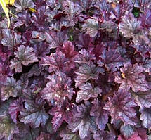 Гейхера гібридна Amethyst Myst