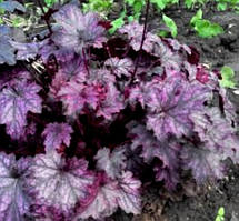 Гейхера Plum Puding
