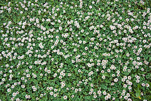 Семена Клевер декоративный белый Юра 1 кг Feldsaaten Freudenberger GmbH ...