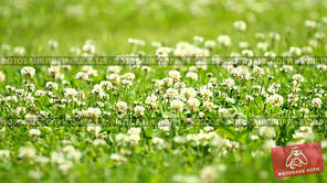 Семена Клевер декоративный белый Юра 1 кг Feldsaaten Freudenberger GmbH ...