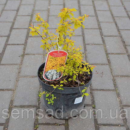 Спірея Вангутта Голд Фонтан \ Spiraea vanhoutte 'Gold Fountain' (саджанці 2 роки), фото 2