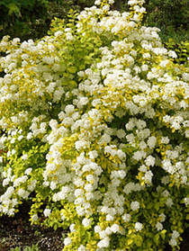 Спірея Вангутта Голд Фонтан \ Spiraea vanhoutte 'Gold Fountain' (саджанці 2 роки)