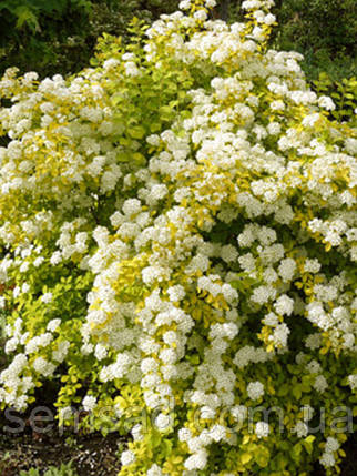 Спірея Вангутта Голд Фонтан \ Spiraea vanhoutte 'Gold Fountain' (саджанці 2 роки), фото 2