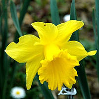 Цибулинна рослина Нарцис корончатий February Gold