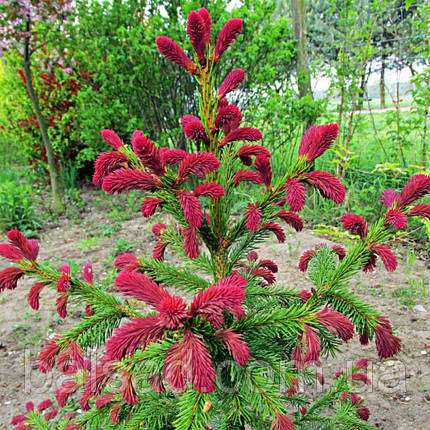Ялина звичайна Рідал / C90 / h 150-170 / Picea abies Rydal, фото 1