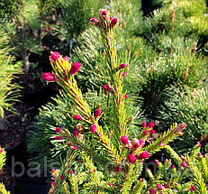 Ялина звичайна Рідал / C90 / h 150-170 / Picea abies Rydal, фото 5