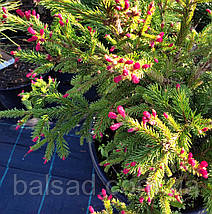 Ялина звичайна Рідал / C90 / h 150-170 / Picea abies Rydal, фото 6