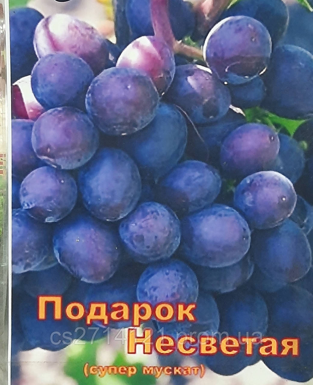 Подарунок Несветая Саджанець фіолет., Дозрівання оч.ранн., Смак мускат