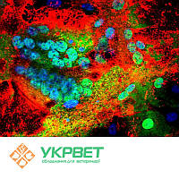 ІФА тест-система IDVet для виявлення чуми МРХ (Peste des Petits)