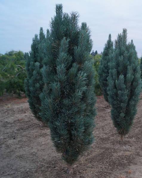 Сосна звичайна колоновидна Fastigiata 2 річна, Сосна звичайна Фастігіата, Pinus sylvestris Fastigiata - фото 2 - id-p1829066744