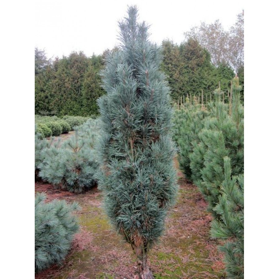 Сосна звичайна колоновидна Fastigiata 2 річна, Сосна звичайна Фастігіата, Pinus sylvestris Fastigiata - фото 3 - id-p1829066744