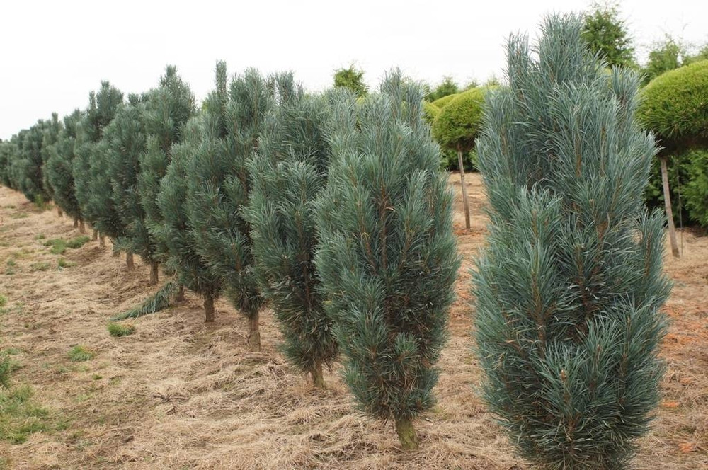 Сосна звичайна колоновидна Fastigiata 2 річна, Сосна звичайна Фастігіата, Pinus sylvestris Fastigiata - фото 1 - id-p1829066744