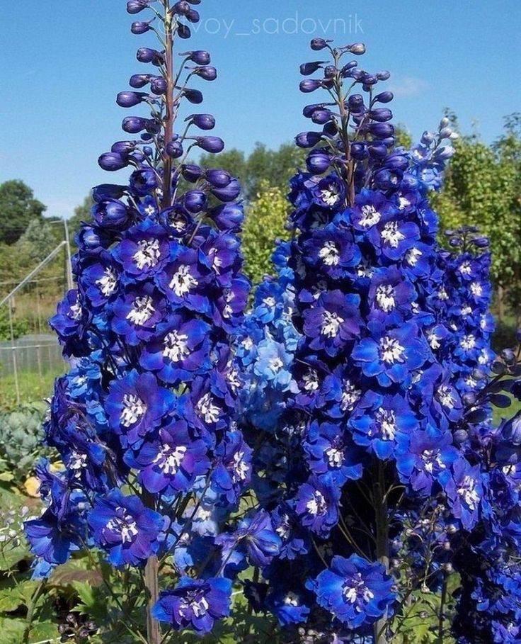 Дельфініум "Magic Fountains Dark Blue White Bee"