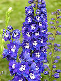 Дельфініум "Magic Fountains Dark Blue White Bee", фото 5