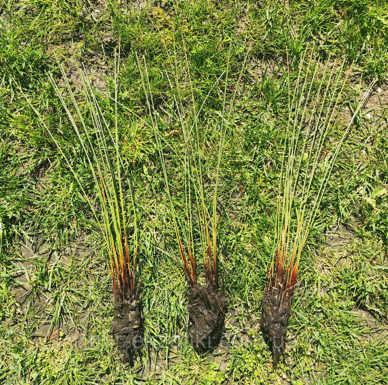 Ситник сизый (Juncus glauca) - фото 2 - id-p518019674