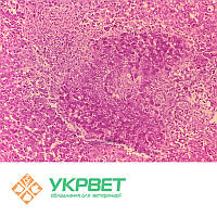 ІФА тест-система для визначення бруцельозу (Brucellosis)