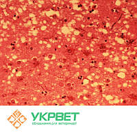 ІФА тест-система для визначення інфекційного рінотрахеїту (IBR)