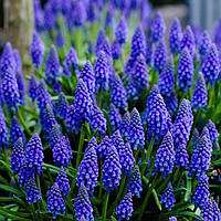 Луковицы мушкари Armeniacum