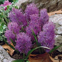 Цибулини мушкари Comosum Plumosum