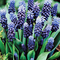 Луковицы мушкари Latifolium