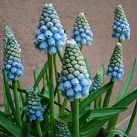 Цибулини мушкари Ocean Magic