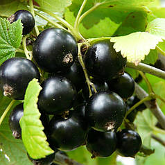 Смородина Вернісаж 2 річна, ВКС (середнього терміну дозрівання)