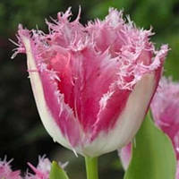 Тюльпан Huis ten Bosch бахромчатий цибулина (1 шт.)