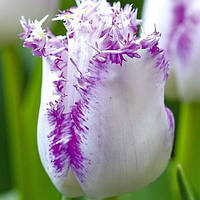 Тюльпан Aria Cards бахромчатий цибулина (1 шт.)