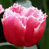 Цибулини тюльпанів Madison Garden (бахр)