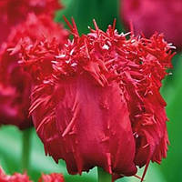 Тюльпан Barbados бахромчатий цибулина (1 шт.)