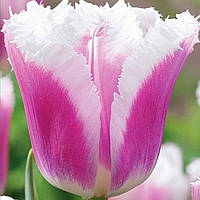 Тюльпан Siesta бахромчатий цибулина (1 шт.)