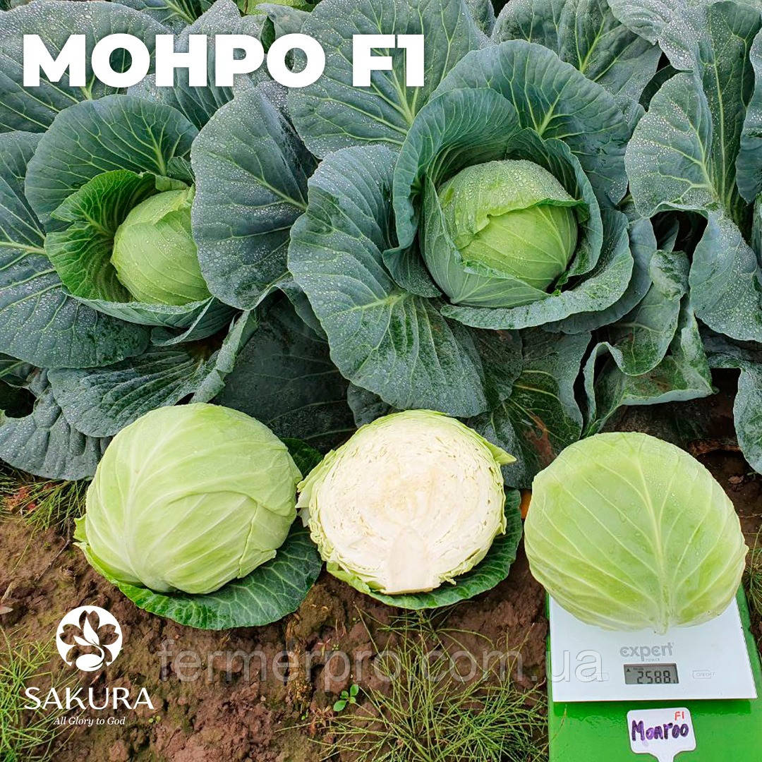 Насіння капусти Монро F1/Monro F1 1000 насіння Sakata, фото 1
