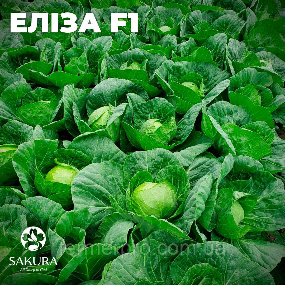 Насіння капусти Еліза F1/Elisa F1 1000 калібр.сим'ян Sakata