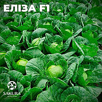 Семена капусты Элиза F1 \ Elisa F1 1000 калибр.семян Sakata