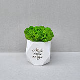Кашпо з мохом та привітанням - Подарунок мамі, матусі на день матері, фото 2