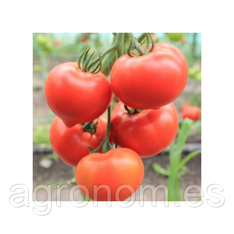 Насіння томату Белфорт F1 100 насінин Enza Zaden