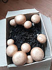 Грибна коробка для вирощування королівських печериць (коричневі), фото 4