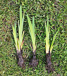 Ірис версиколор (Iris versicolor), фото 3