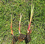 Аїр варієгатний, лепеха строката (Acorus calamus «Variegatus»), фото 4