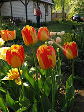 Тюльпан гібрид Дарвіна Banja Luka (Банья Лука) 3 цибулинки, фото 3