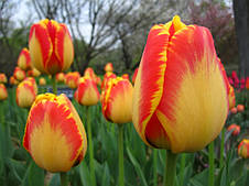 Тюльпан гібрид Дарвіна Banja Luka (Банья Лука) 3 цибулинки, фото 2